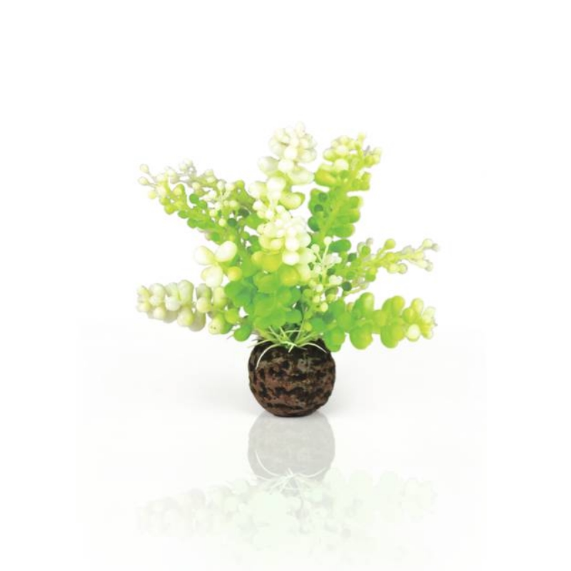 Водная зеленая каулерпа, Aquatic Caulerpa green