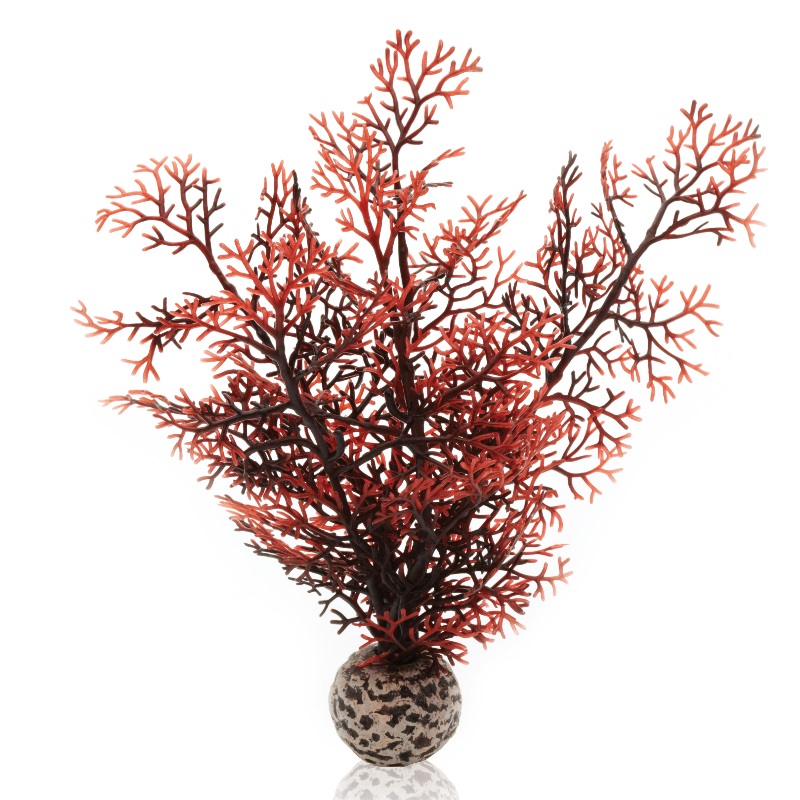 Малиновый веер, Sea fan small crimson