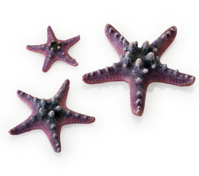 Набор розовых морских звезд, Sea Star set 3 pink