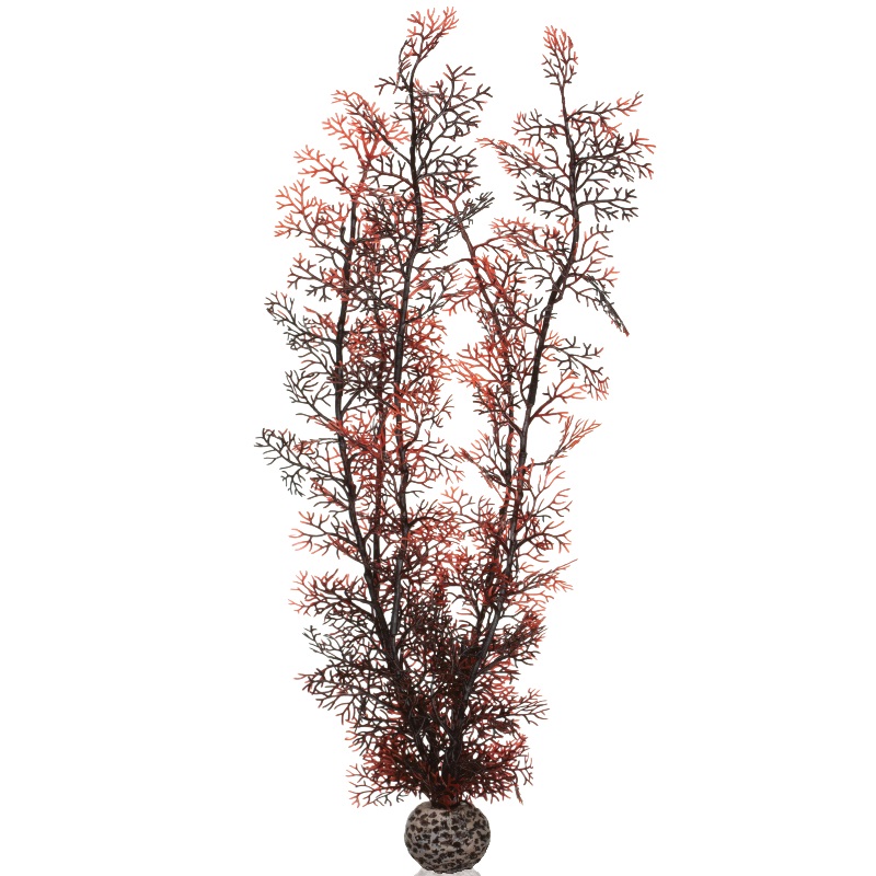 Малиновый веер, Sea fan extra large crimson