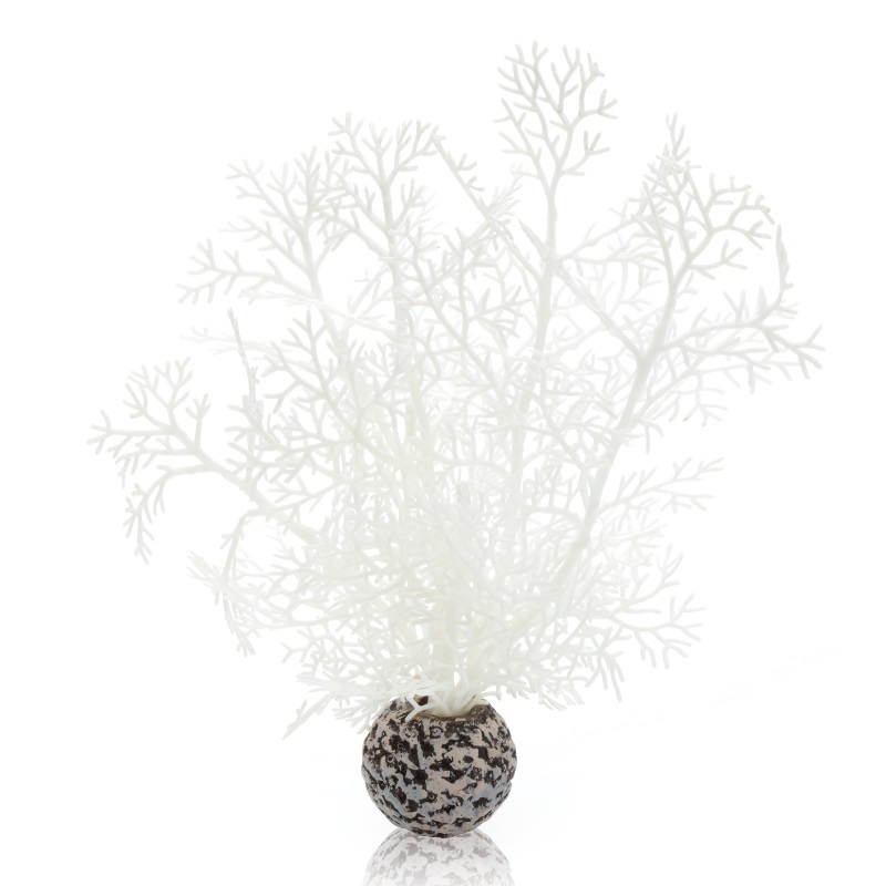 Белый веер, Sea fan small white