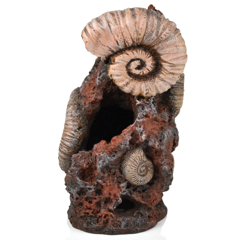 Декоративный элемент "Старая раковина", Ornament ancient conch