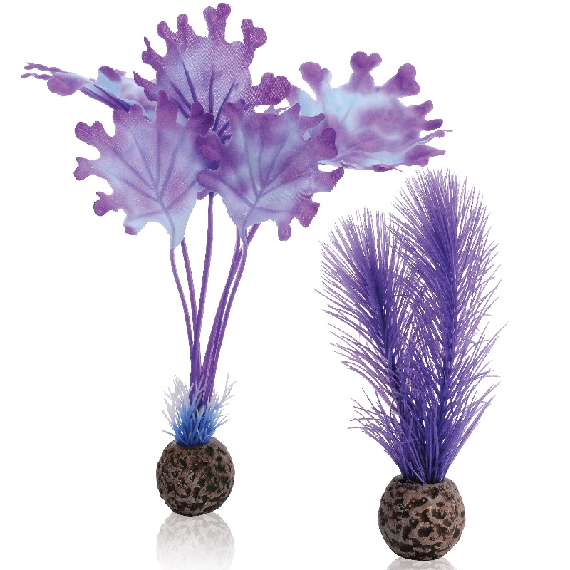 Набор "Фиолетовая ламинария",  Kelp set small purple