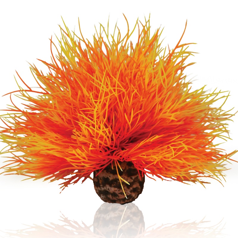 Огненная морская лилия, Aquatic sea lily flame