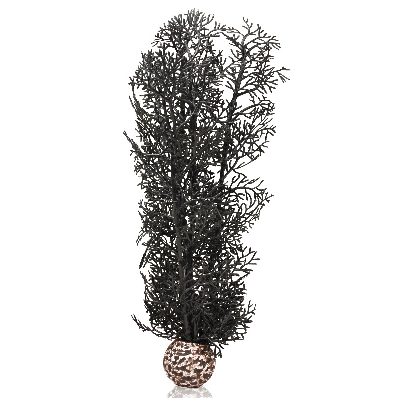 Черный веер, Sea fan medium black