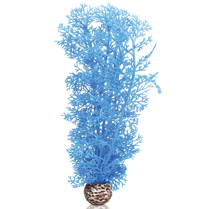 Синий веер, Sea fan medium blue