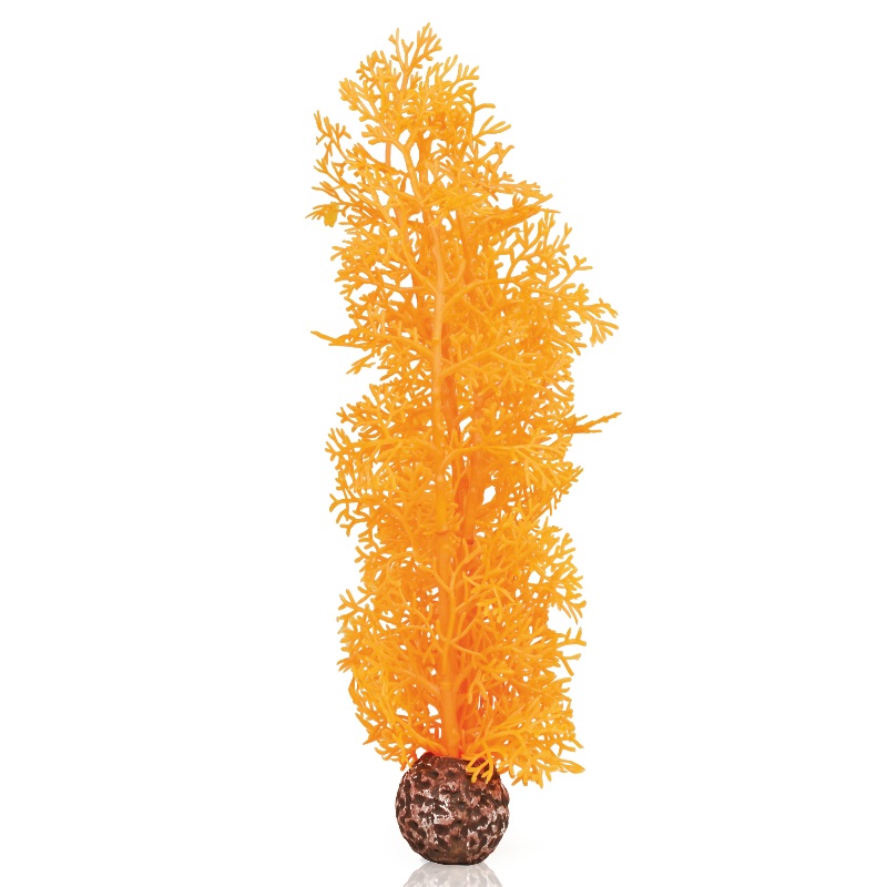 Оранжевый веер, Sea fan medium orange
