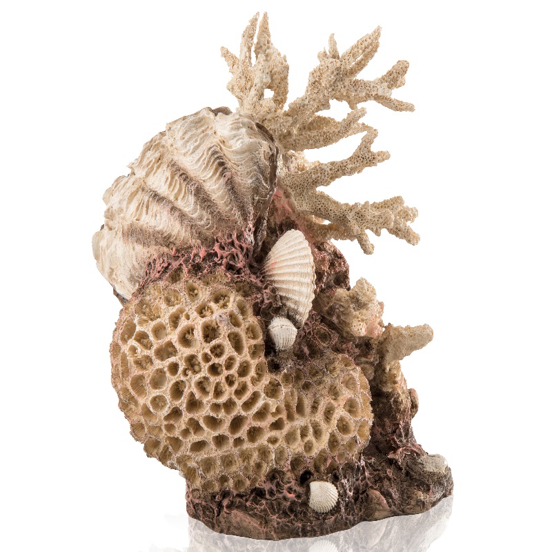 Декоративный элемент "Коралловые ракушки", coral-shells ornament natural