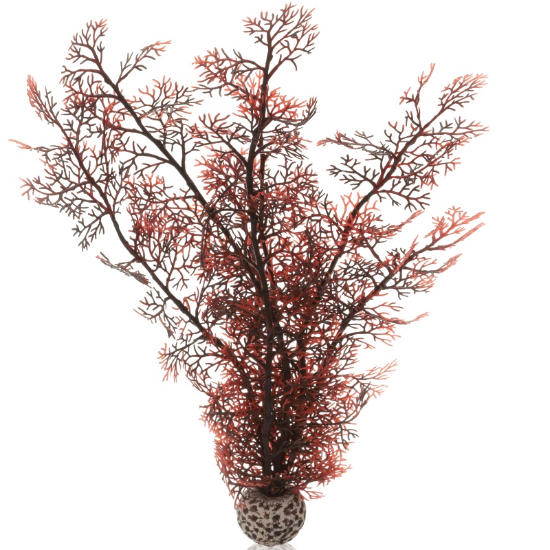 Малиновый веер, Sea fan large crimson