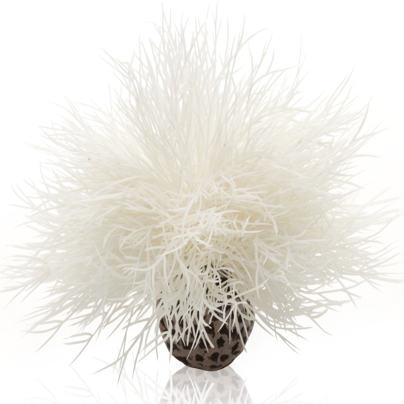 Белая морская лилия, Aquatic sea lily white