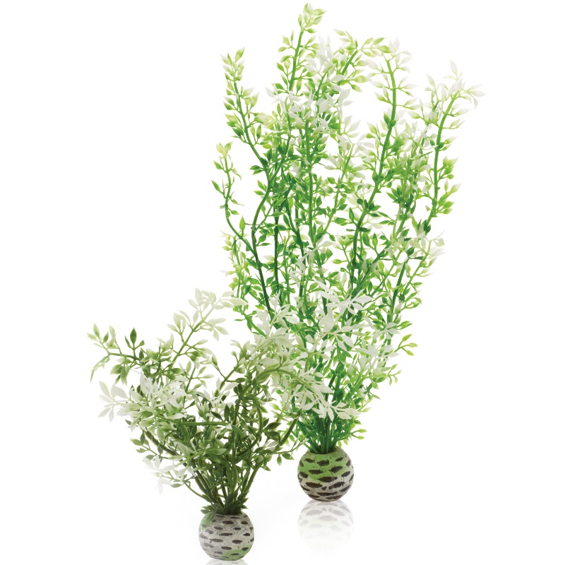 Набор "Зимний цветок" Aquatic winter flower set 2 Набор "Зимний цветок" Aquatic winter flower set 2