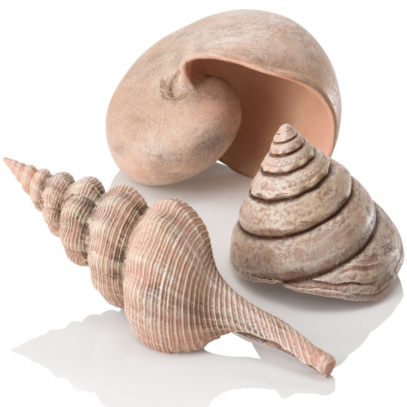 Набор бежевых морских ракушек, Sea shell set 3 natural