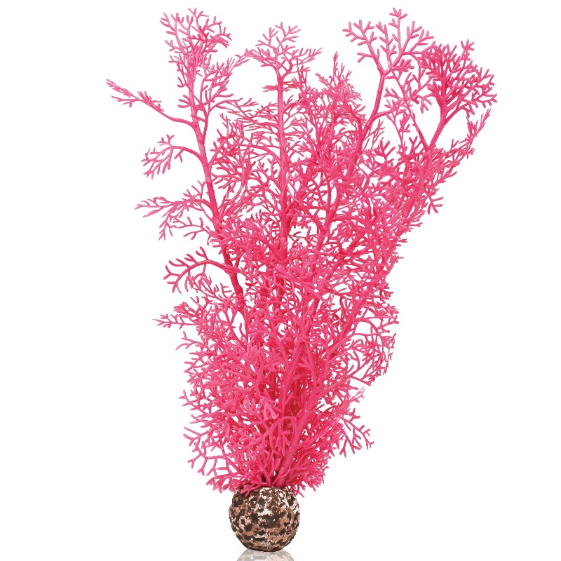 Розовый веер, Sea fan medium pink