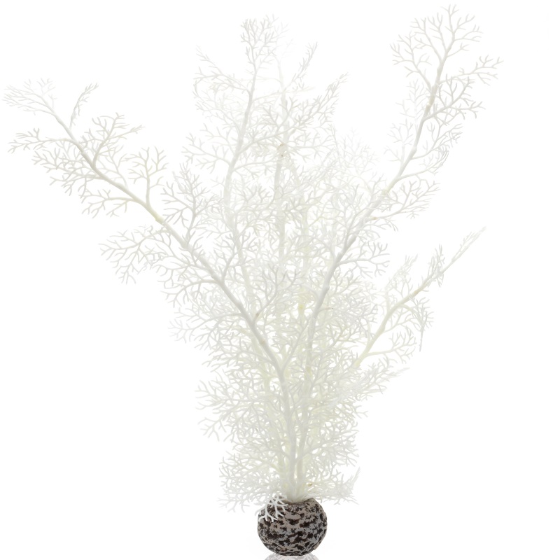 Белый веер, Sea fan large white