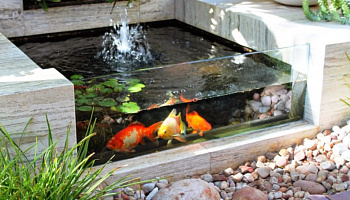 Почему в частном пруду гибнет рыба