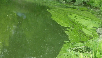 Как избавиться от водорослей в пруду