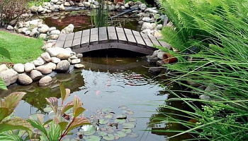 Как избавиться от неприятного запаха в пруду